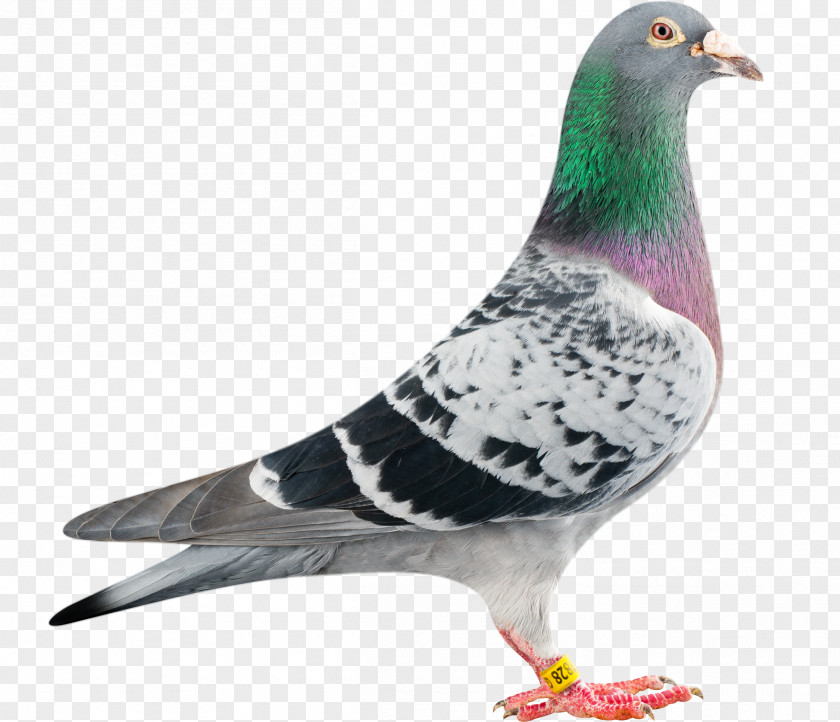 Pigeon Homing Racing Homer Columbidae Bird Bald Eagle PNG