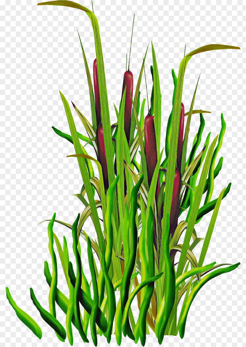 Plant Grass Flower Family Stem PNG