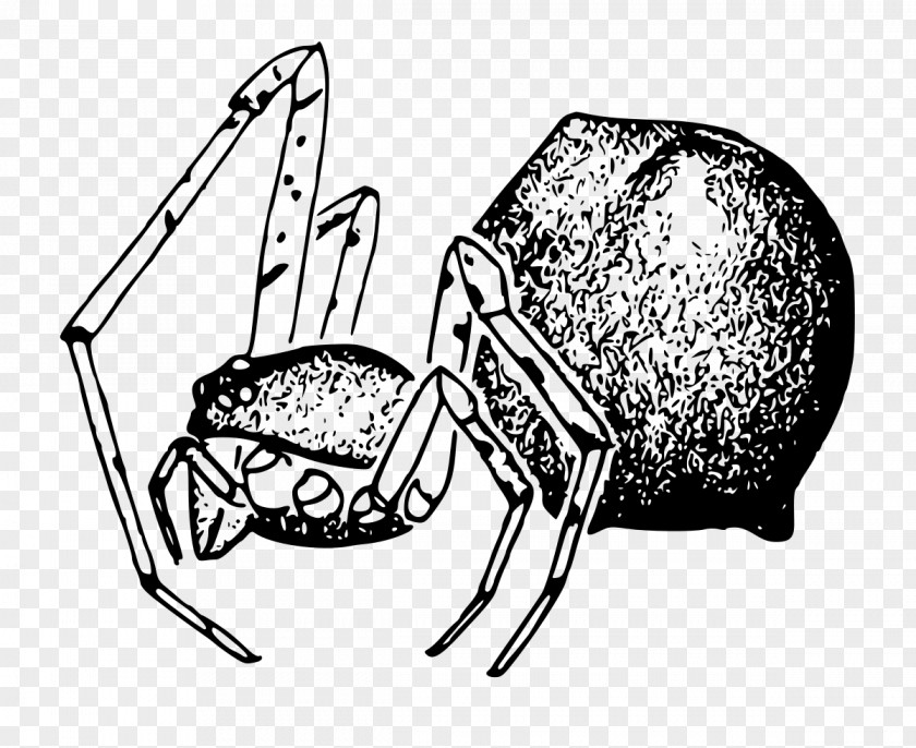 Spider Cabello Mammal Stemmops Genus PNG
