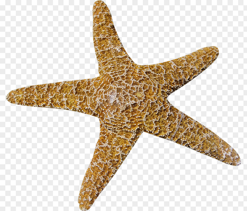 Starfish Cartoon Clip Art PNG