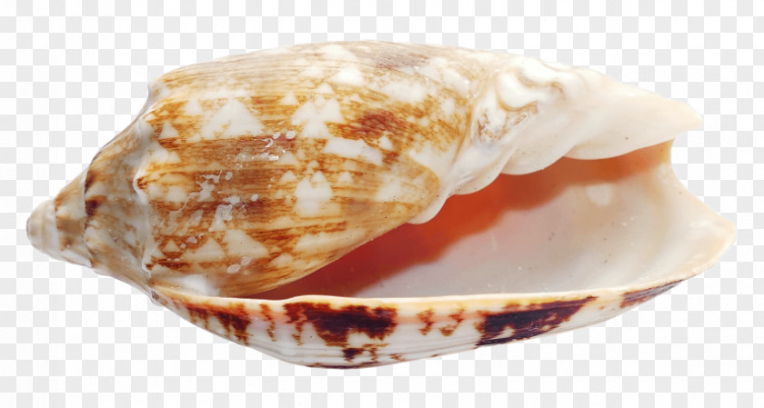 Conch Seashell Conchology Clam PNG