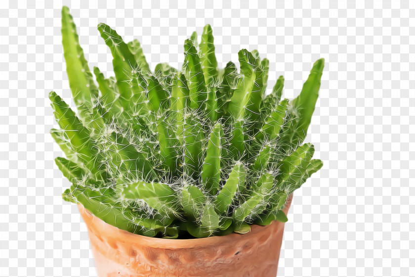 Herb Flowerpot Citroën Cactus M PNG