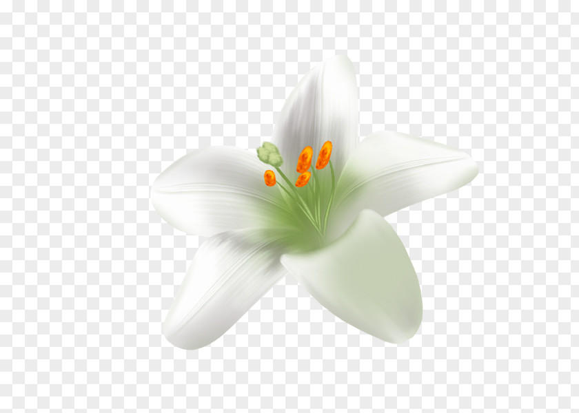 Lily Download Plant Icon PNG