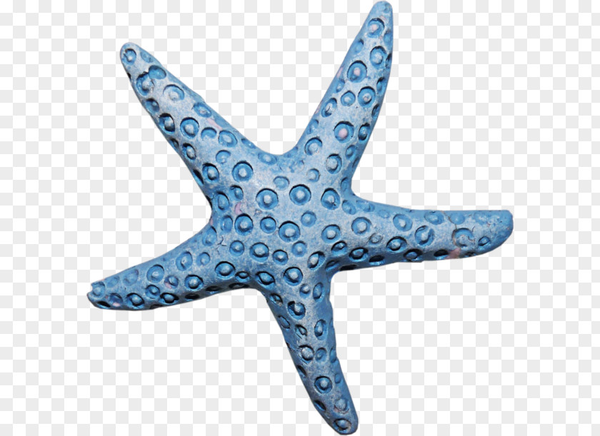 Starfish Invertebrate Echinoderm Clip Art PNG