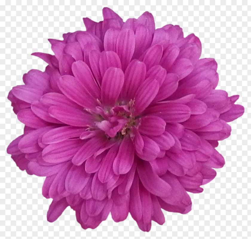 Vektor Flower Chrysanthemum Purple Stock Photography PNG