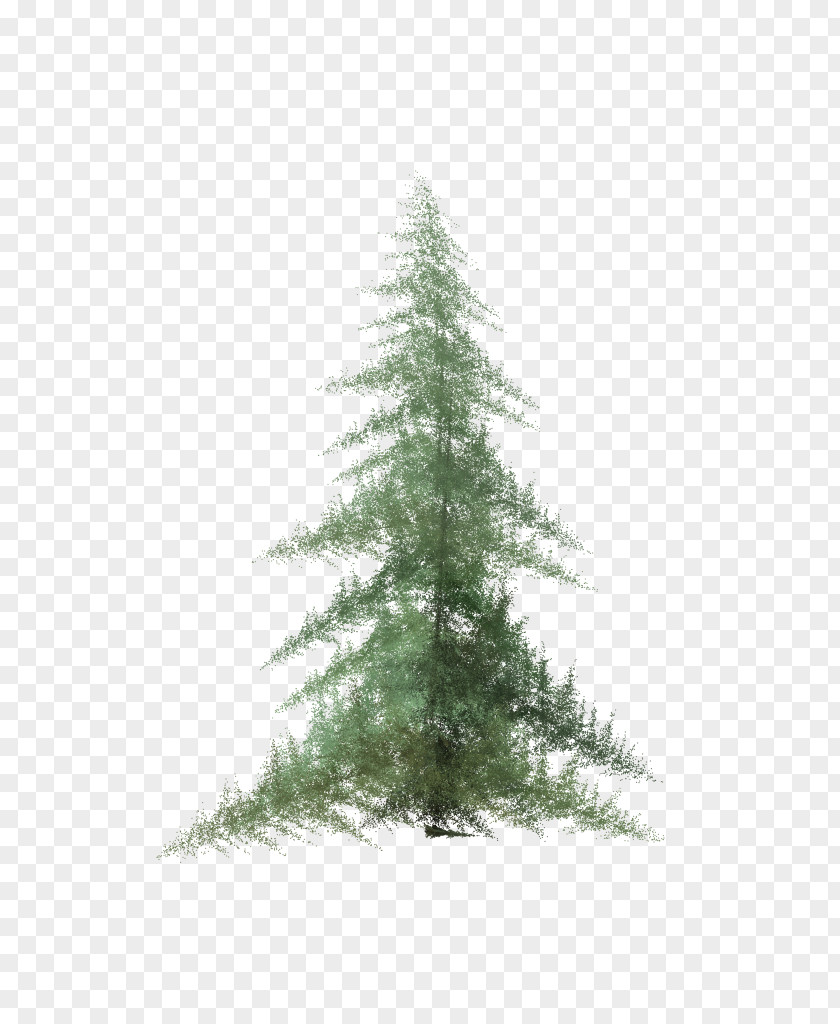 Watercolor Tree Pine Spruce Fir PNG