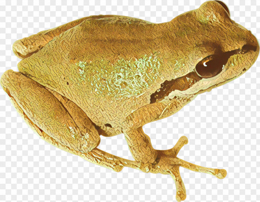 American Bullfrog True Frog Tree Toad PNG