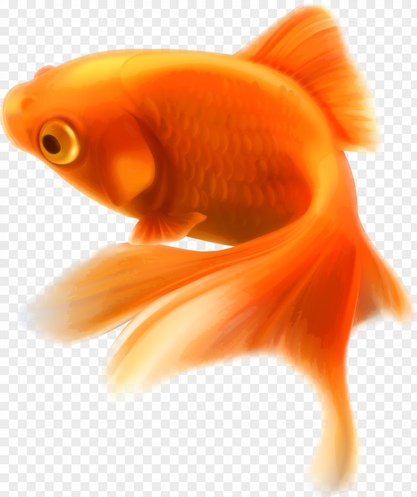 Big Fish Face Goldfish Clip Art Image Vector Graphics PNG