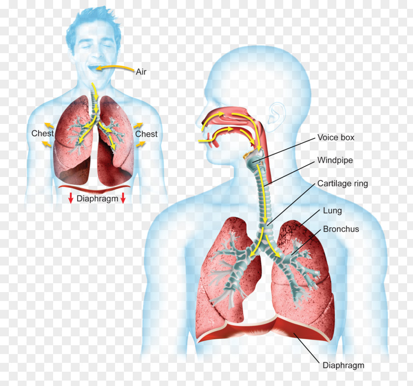 Breath Into The Lungs Breathing Thoracic Diaphragm Lung Respiratory System Carbon Dioxide PNG