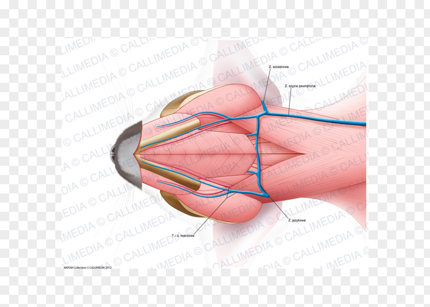 Cat Muscle Thumb Neck Anatomy PNG