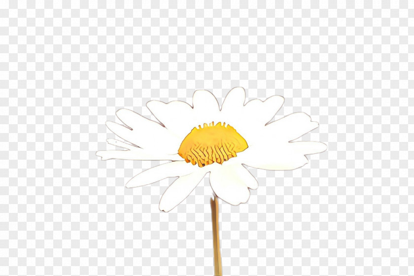 Daisy Oxeye PNG