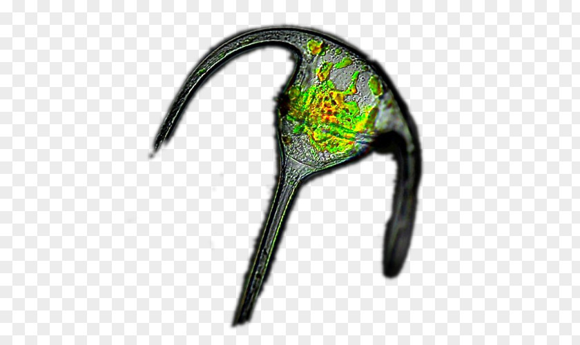 Plankton Ceratium Phytoplankton Dinoflagellates Protist PNG