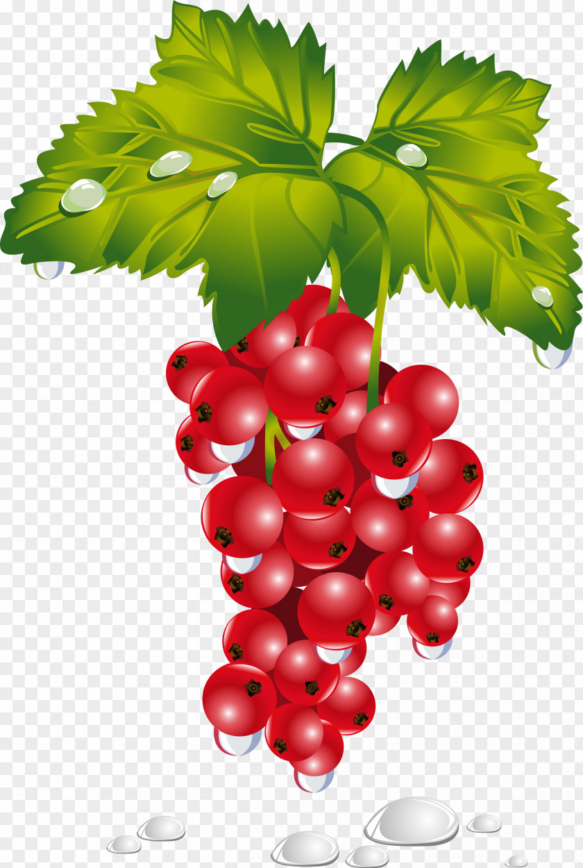 Berries Common Grape Vine Zante Currant Redcurrant Fruit PNG