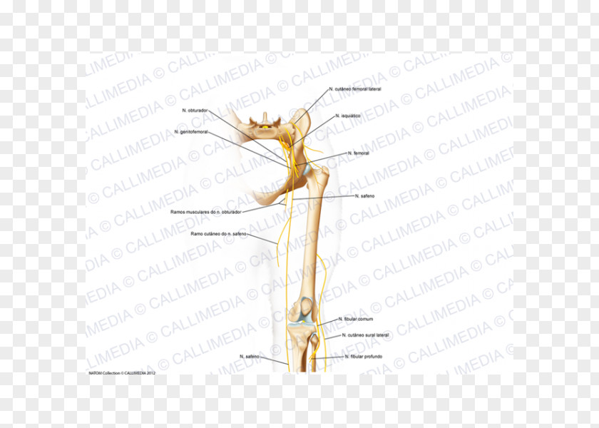 Insect Muscle Pest Angle Plant Stem PNG