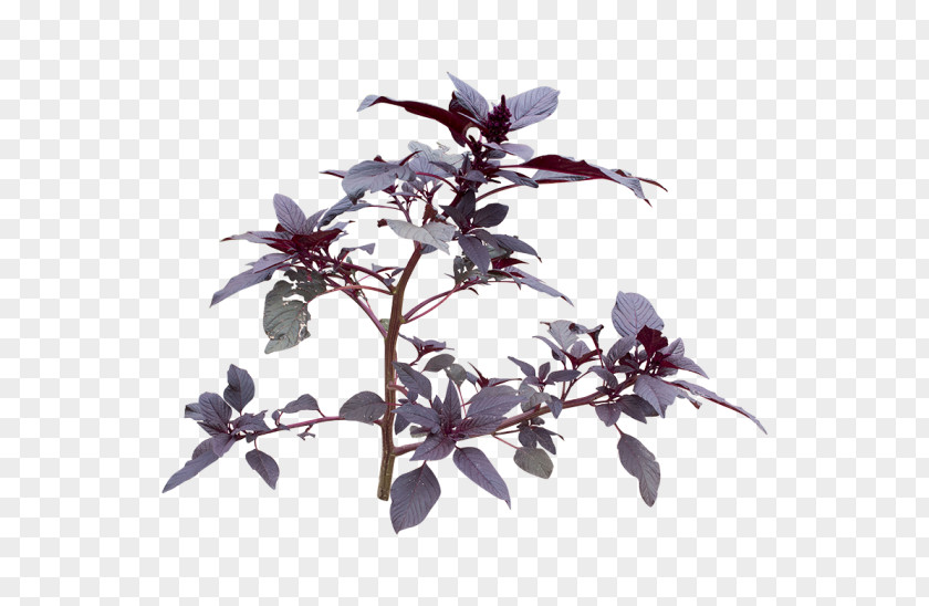 Lavender Shrub Flowering Plant PNG