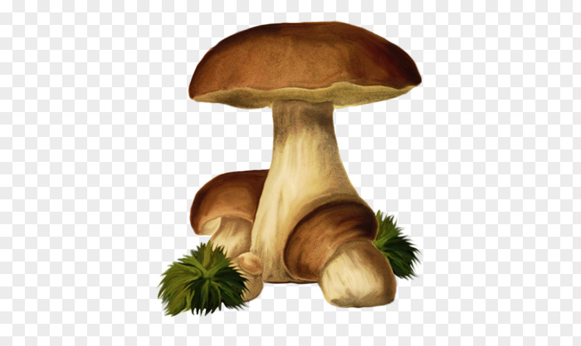 Mushroom Pleurotus Eryngii Fungus Clip Art PNG