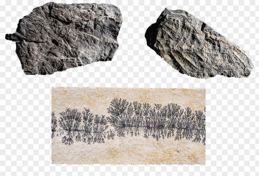 Plant Fossils Rock Fossil Devonian Carboniferous Trilobite PNG
