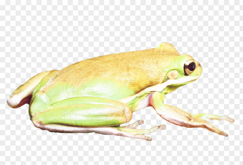 Tree Frog American Bullfrog Terrestrial Animal Toad PNG