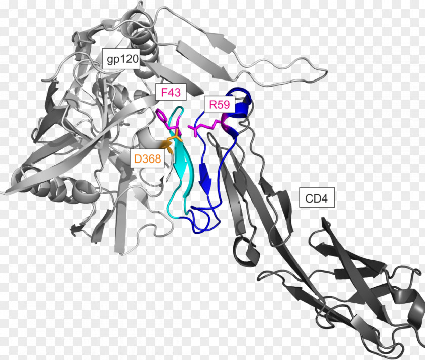 Glycoprotein CD4 Envelope GP120 HIV PNG