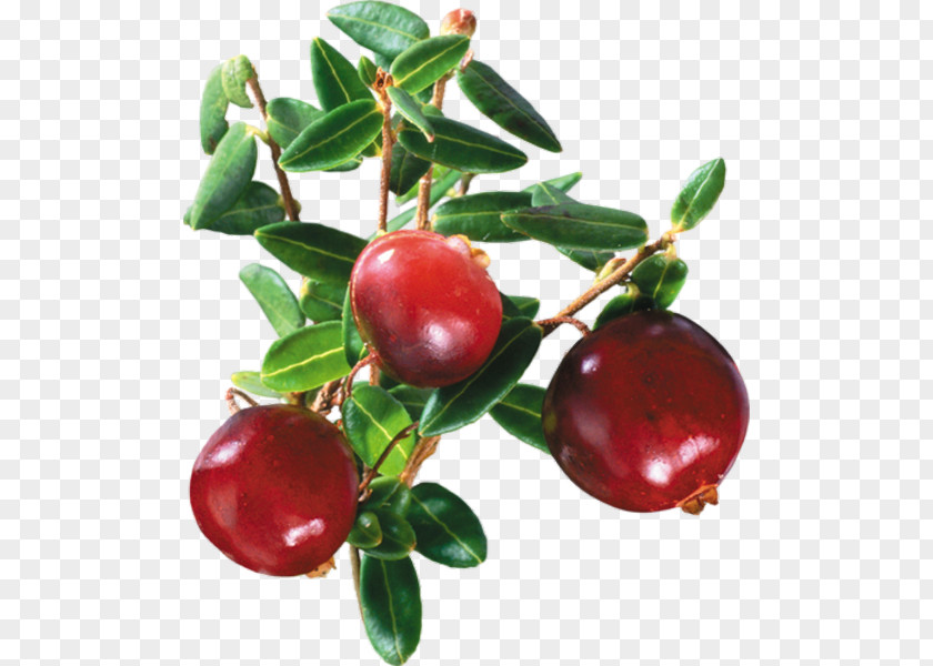 Pomegranate Fruit Cranberry Juice Lingonberry PNG