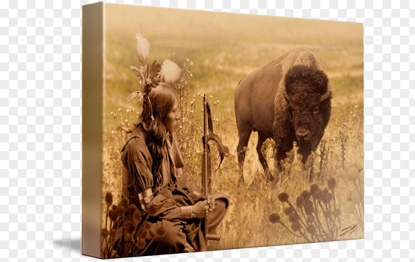 Quotation American Bison Wildlife Native Americans In The United States Cheyenne PNG