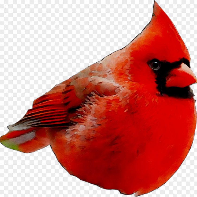 Beak Feather RED.M PNG