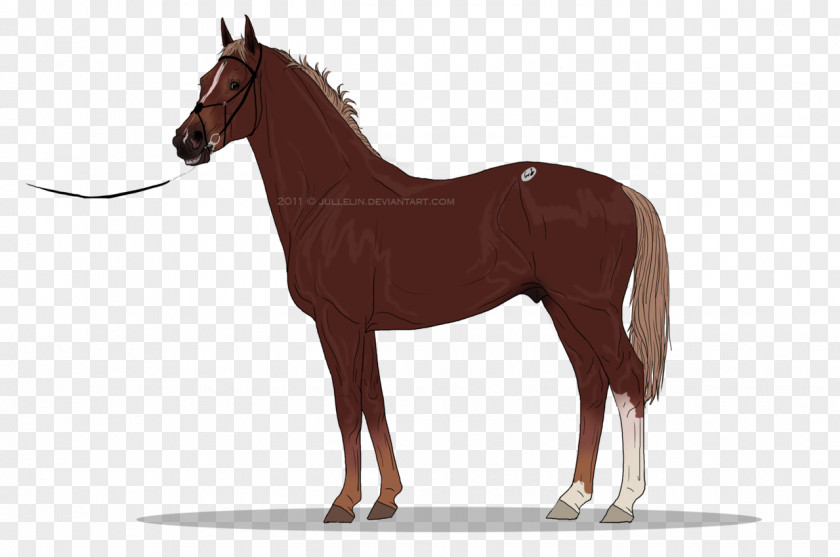Tattersall Gypsy Horse Clydesdale Arabian Clip Art PNG