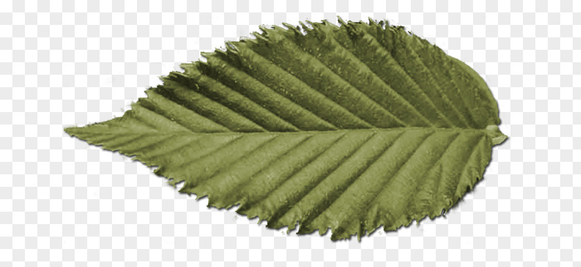 Leaf Swag Symmetry Nature PNG
