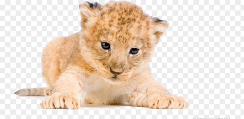 Lion White Tiger Desktop Wallpaper Cat PNG