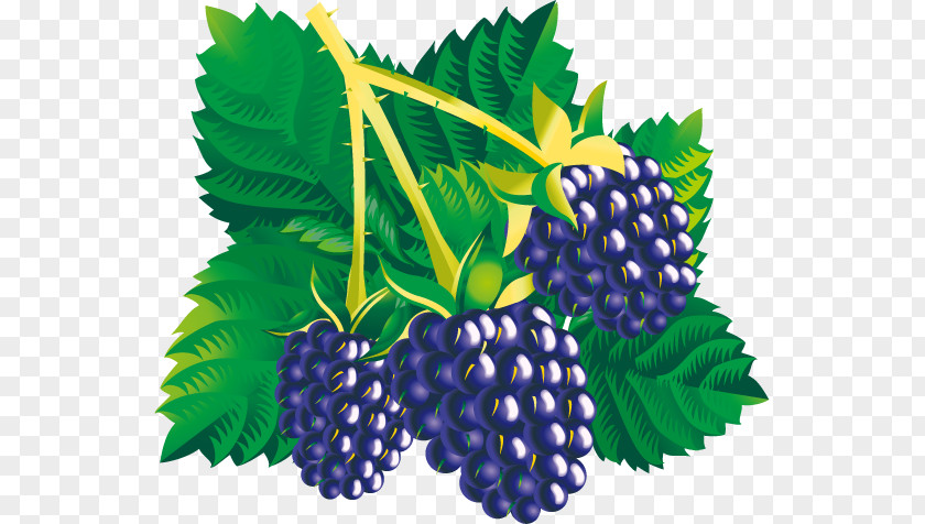 Mulberry Child Blackberry Fruit Clip Art PNG