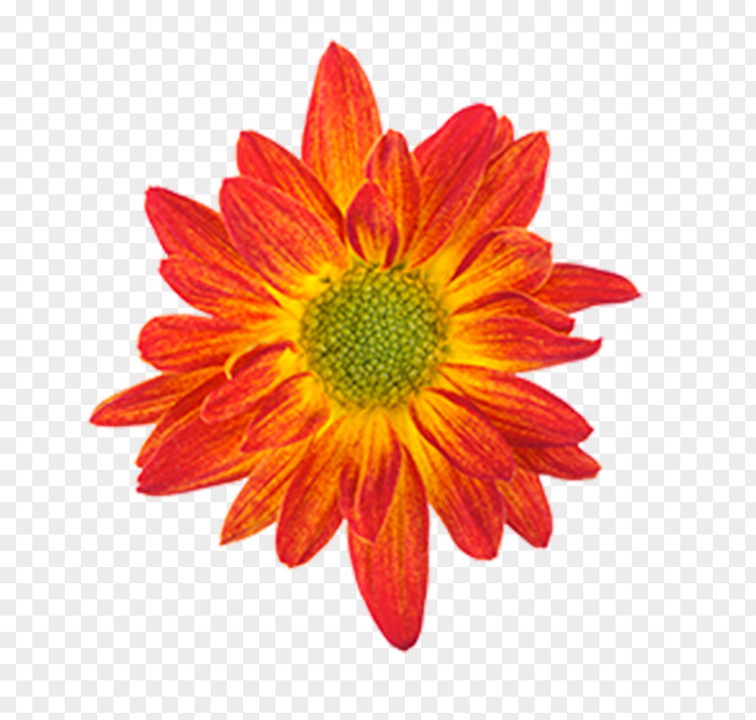 Orange Drawing Flower Color PNG