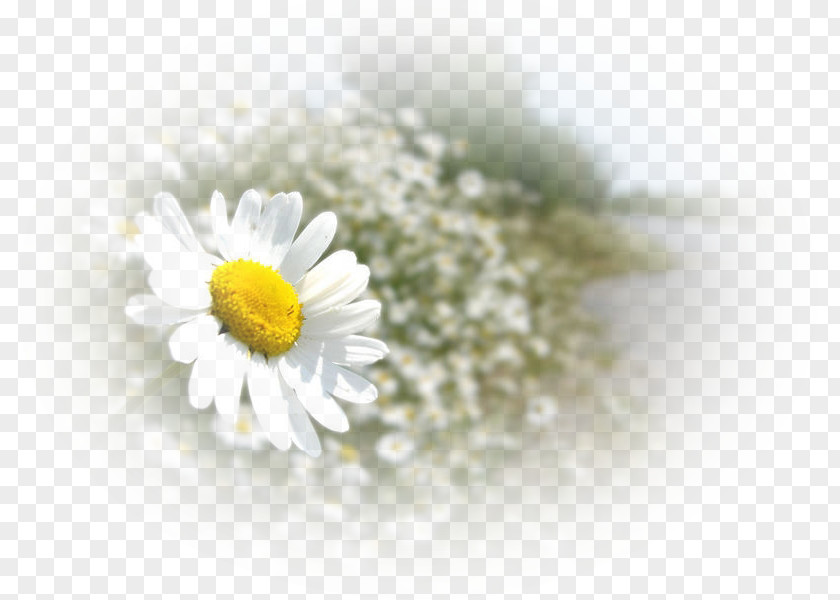 Papatya Oxeye Daisy German Chamomile Family Roman Çipli Emlak PNG