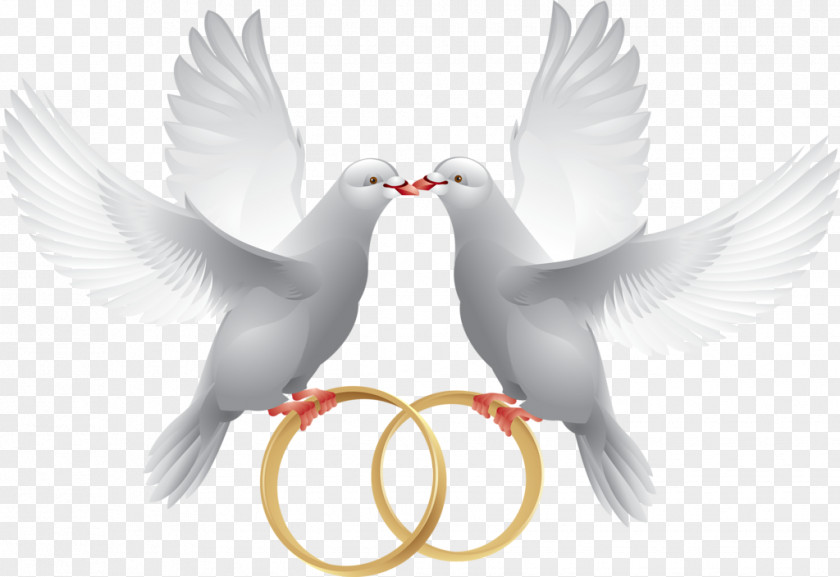 Bird Wedding Invite Columbidae Ring Clip Art PNG