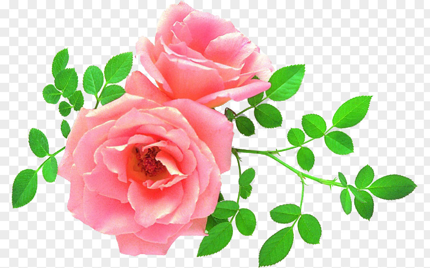 Flower Garden Roses Cabbage Rose China Achinsk Floribunda PNG
