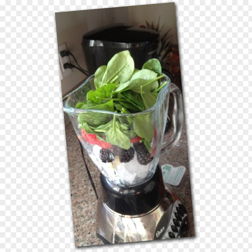Lowcarbohydrate Diet Mint Julep Herb Flowerpot PNG