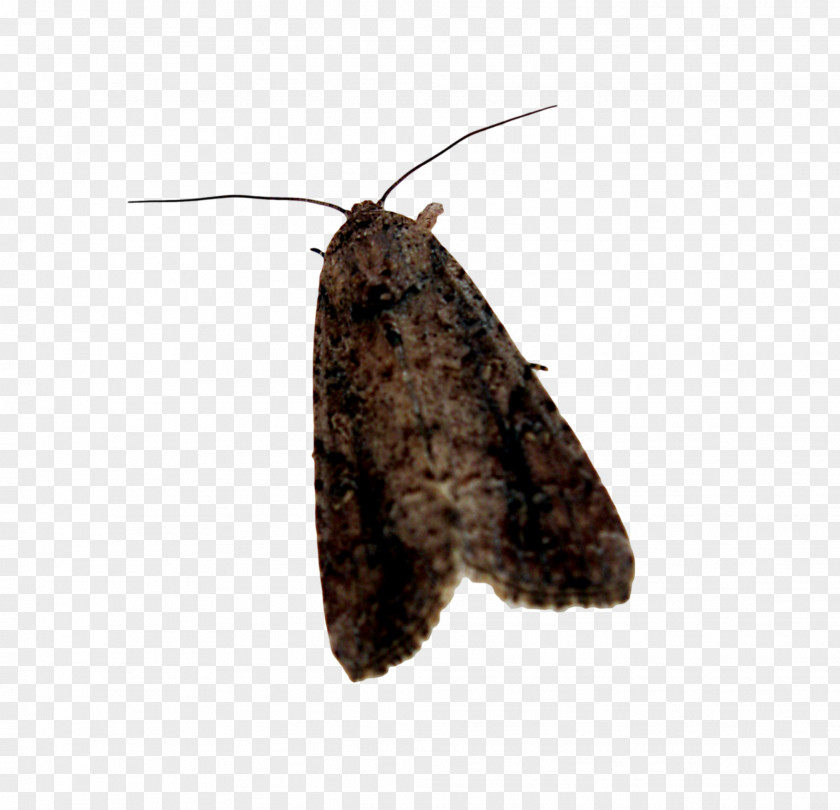 Moth Butterfly Desktop Wallpaper PNG