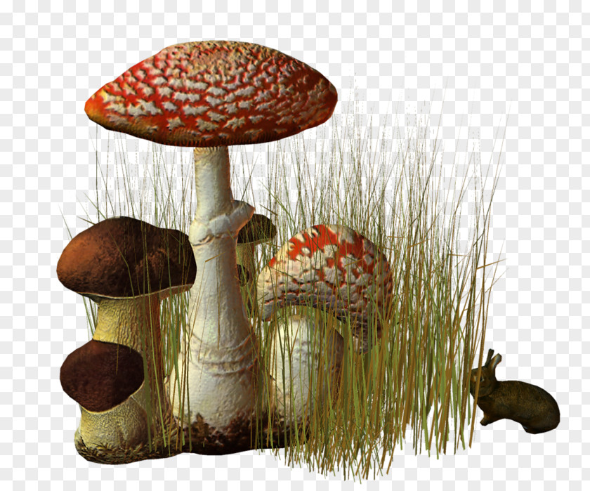 Mushroom Fungus Clip Art Edible Centerblog PNG