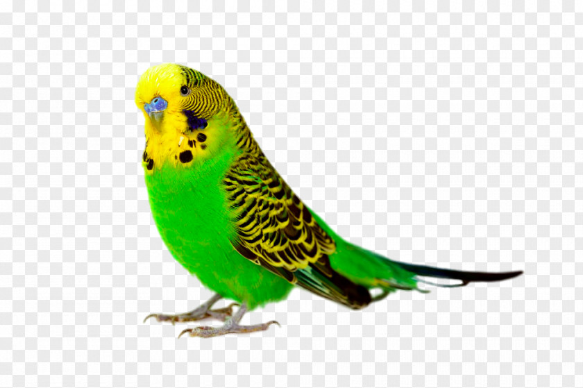 Parrot Close-up Budgerigar Bird Cockatiel Parakeet PNG