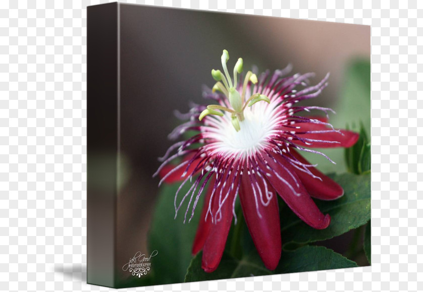 Passion Flower PNG