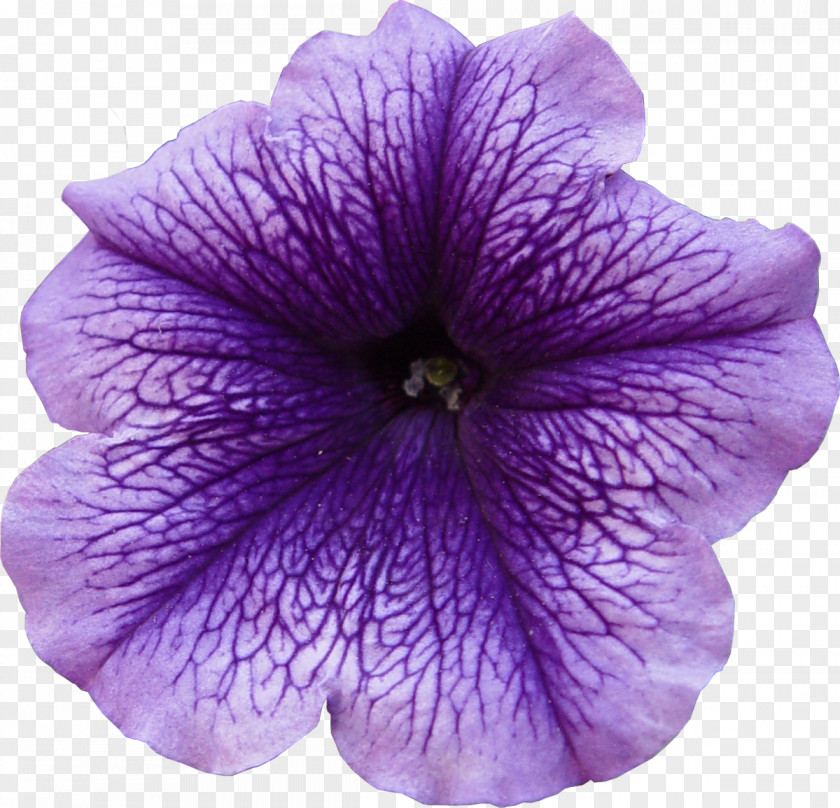 Purple Flower Petal Violet PNG