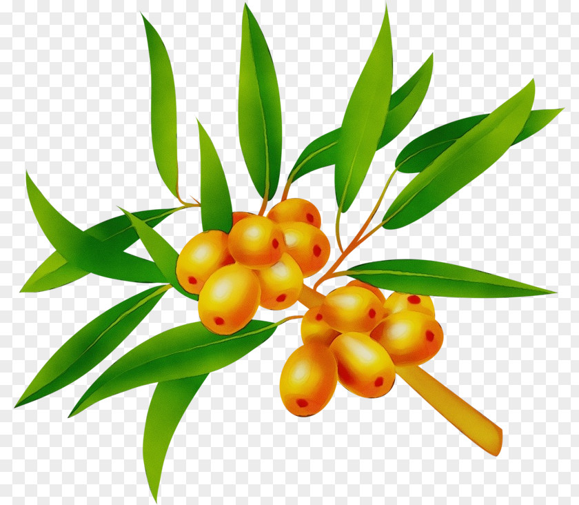 Superfruit Food Plant Leaf Flower Fruit Tree PNG