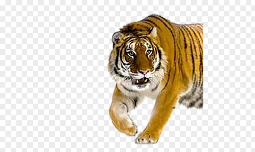 Tiger Cat PNG
