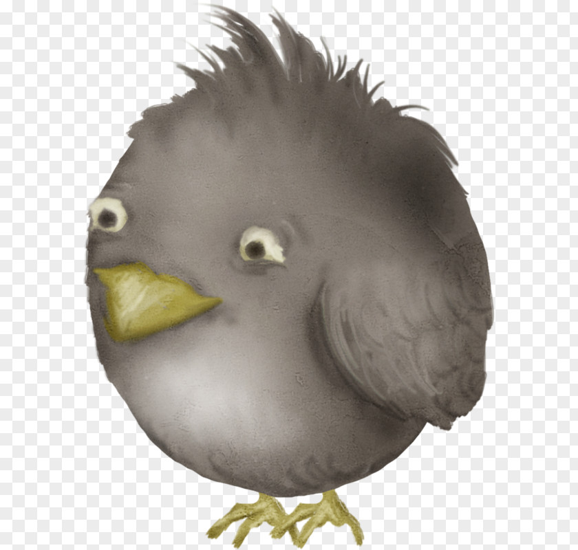 Angry Bird Birds PNG