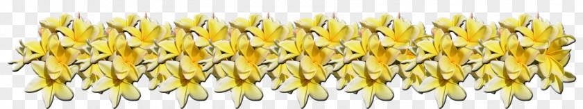 Fragrant Tropical Flowers Growing In Hawaii Red Frangipani Plants Plumeria Alba Image Exotic PNG