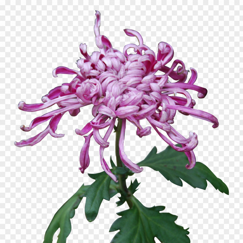 Purple Chrysanthemum Xd7grandiflorum Yellow Plant PNG