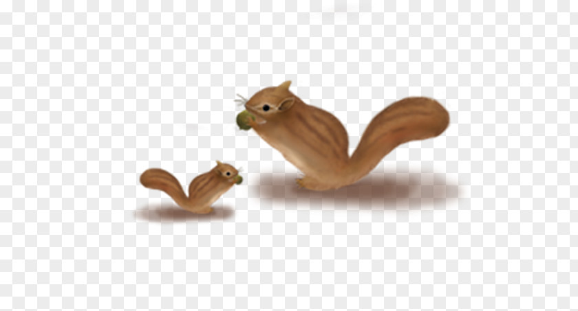 Squirrel Happy Chipmunk Download PNG