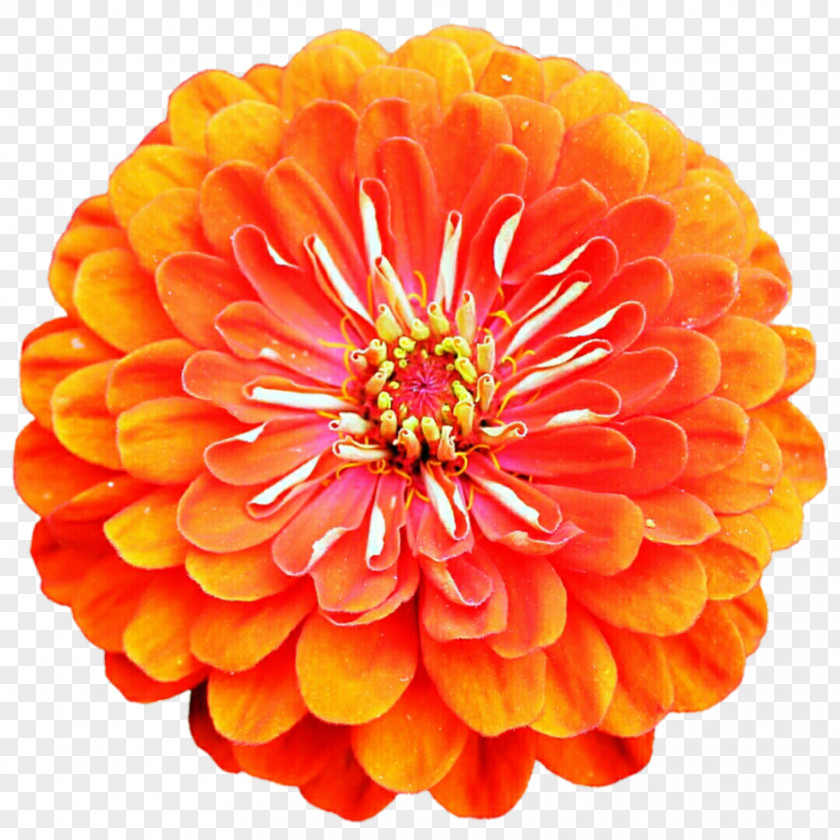 Zinnia Orange Stock Photography Cut Flowers Depositphotos PNG