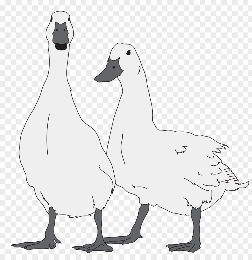Goose Bird Duck PNG