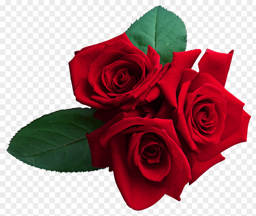 Red Rose Garden Roses Clip Art PNG
