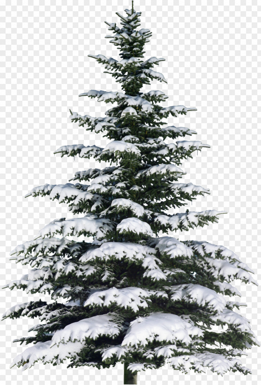 Christmas Tree Spruce Fir Poster PNG
